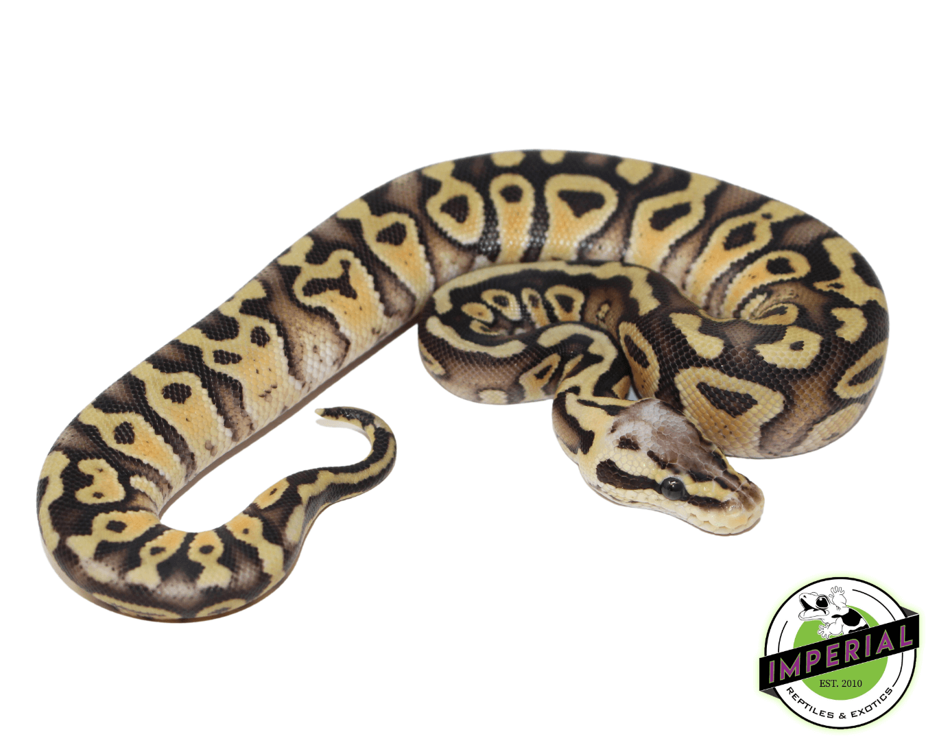 Firefly Gravel ball python for sale, buy reptiles online