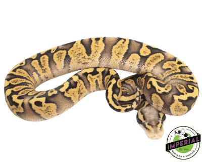 ghi firefly ball python for sale online, buy cheap ball pythons near me