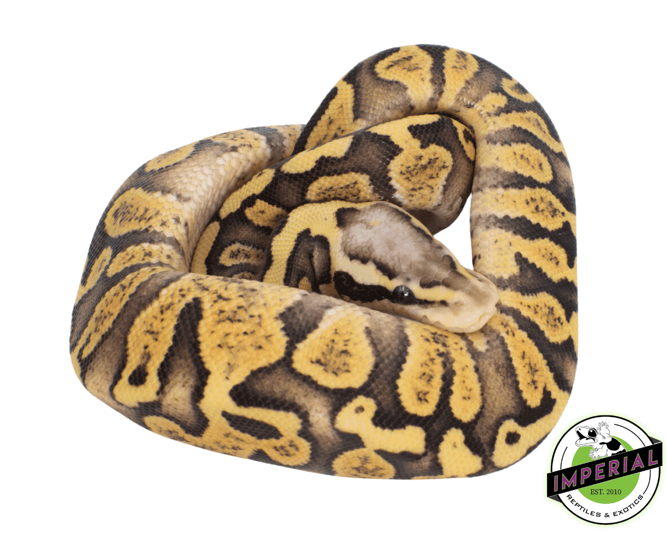 ghi firefly ball python for sale online, buy cheap ball pythons near me