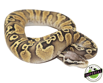 GHI Pastel Spark  ball python for sale, buy reptiles online