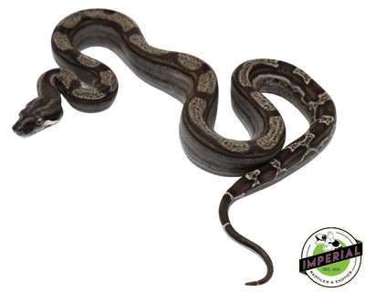 Ghost (Type 2) Motley Colombian Boa Baby Female (#8323-02)