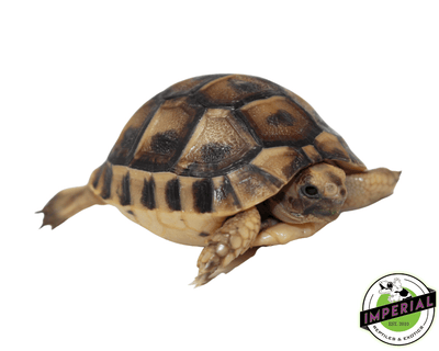 greek tortoise for sale, buy reptiles online