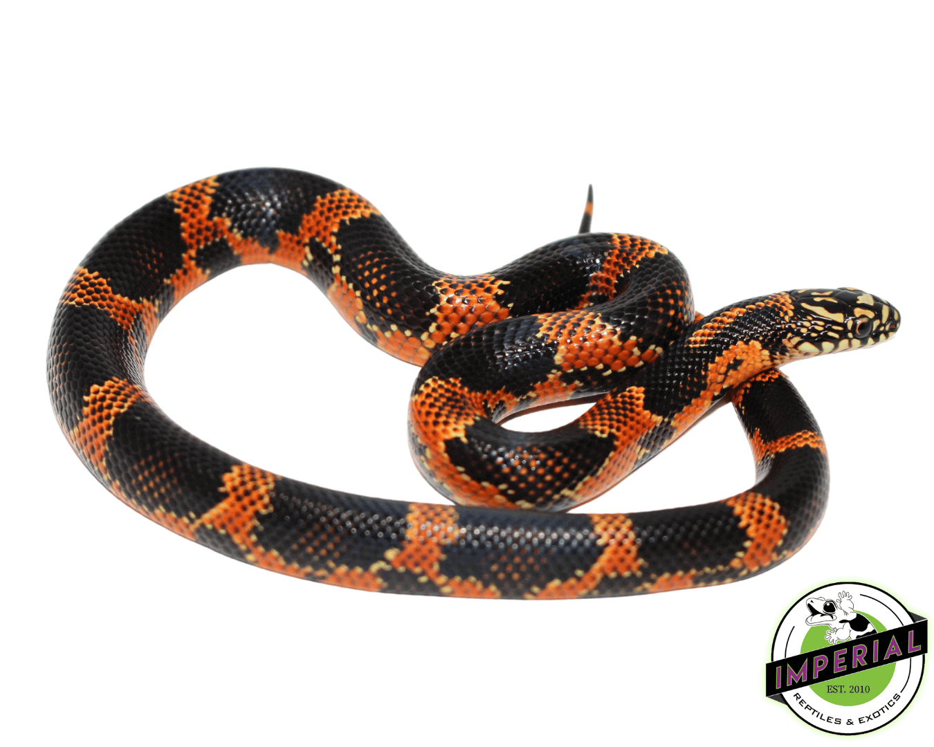 Hi Red Goins Kingsnake For Sale - Imperial Reptiles – IMPERIAL