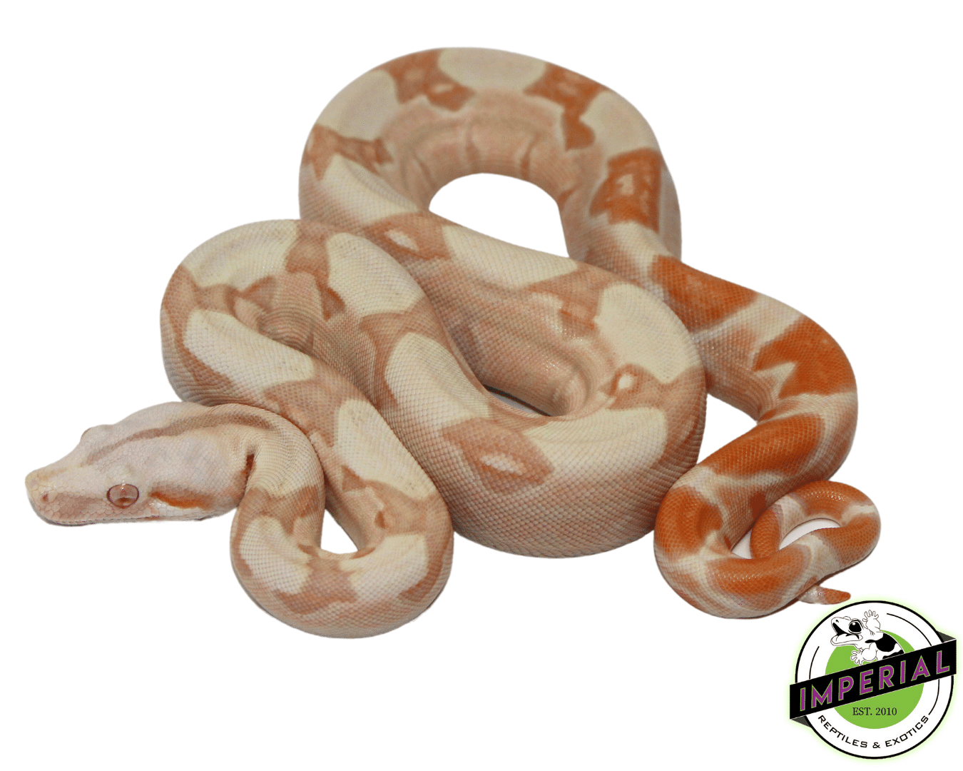 IMG Sunglow Boa Constrictor For Sale Imperial Reptiles IMPERIAL