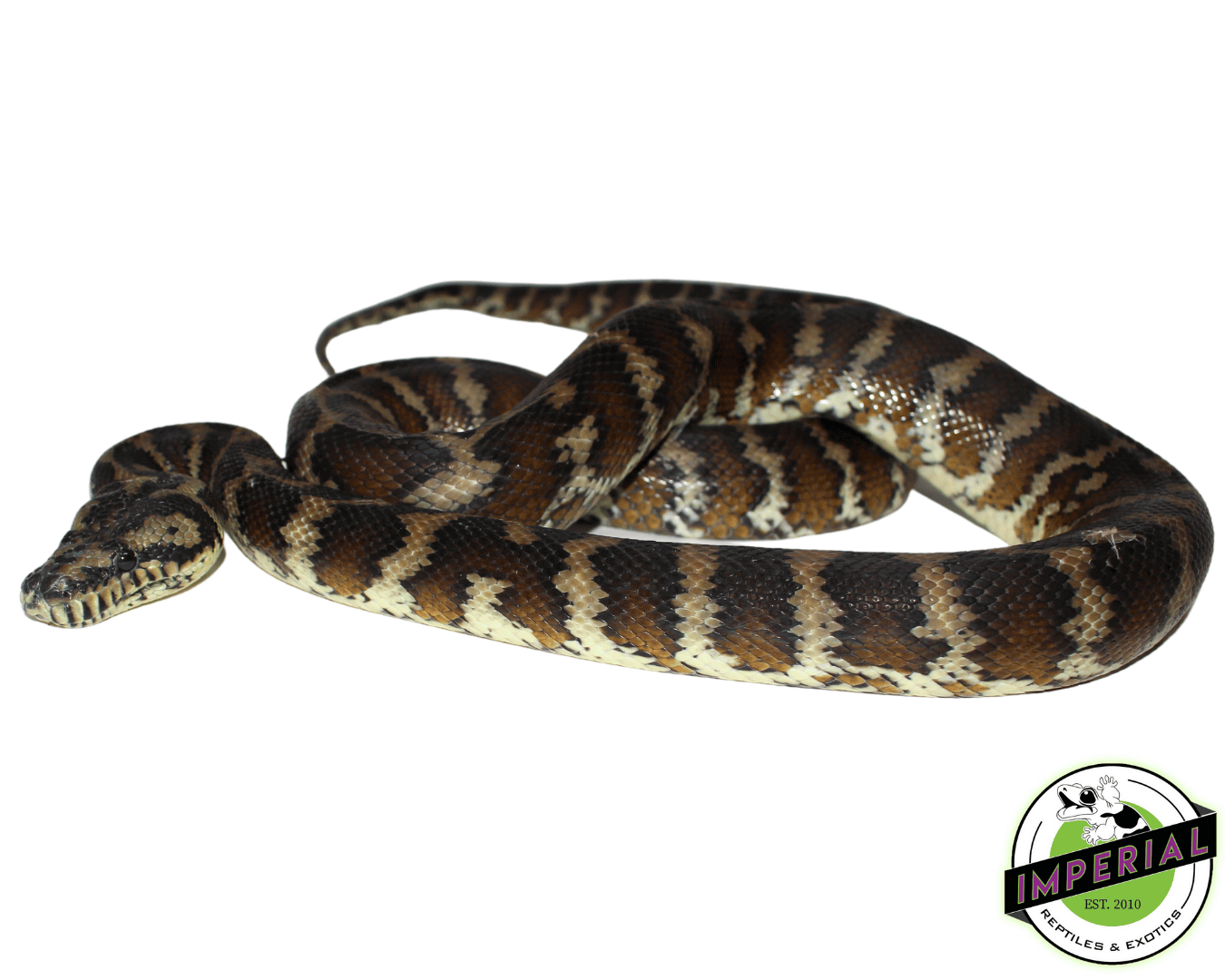 carpet python for sale, buy reptiles online