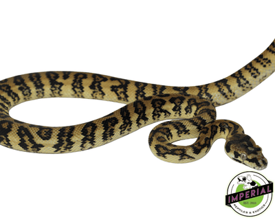 carpet python for sale, buy reptiles online