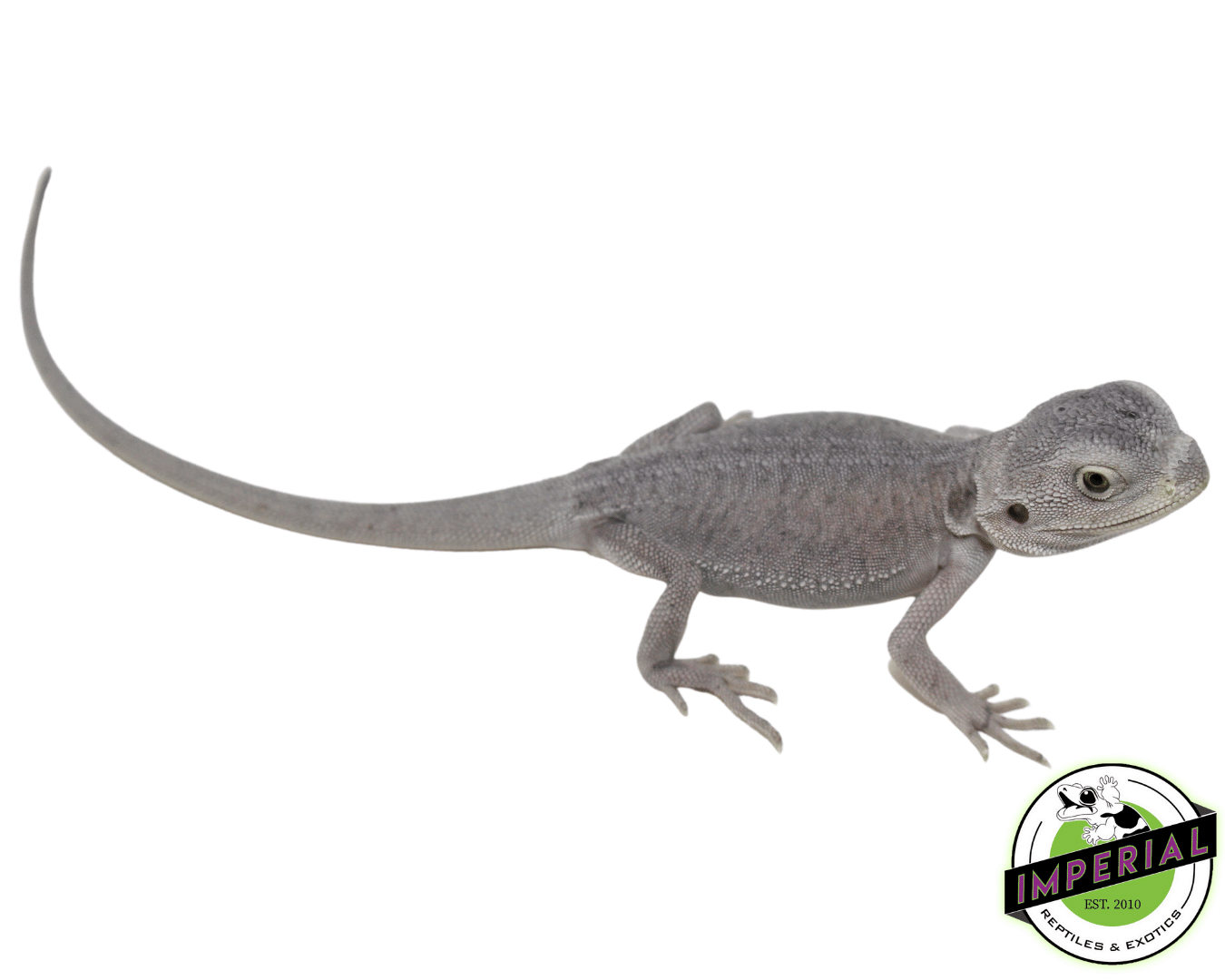 Leatherback Hypo Zero Bearded Dragon For Sale Imperial Reptiles