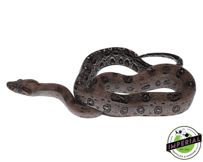 boa constrictor for sale, buy reptiles online