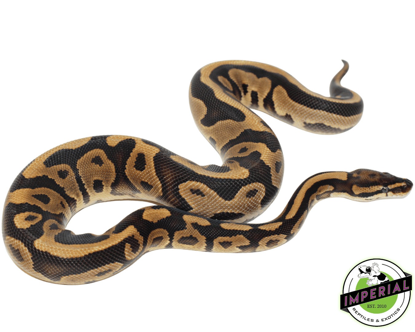 Specter Leopard ball python for sale, buy reptiles online