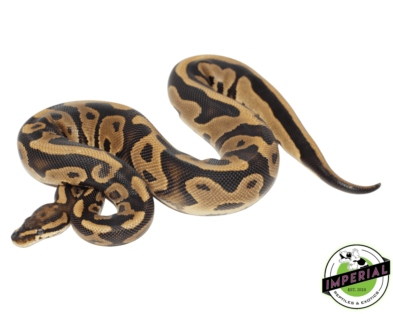 Specter Leopard ball python for sale, buy reptiles online