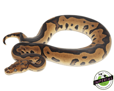 Leopard Yellowbelly Clown ball python for sale, buy reptiles online