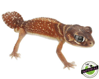 knob tail gecko for sale, buy reptiles online