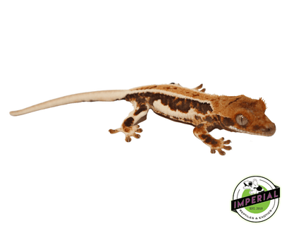 lilly white crested gecko for sale online, buy crested geckos at cheap prices