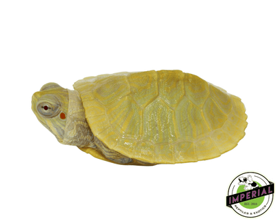 lime albino red ear slider turtle for sale, buy reptiles online