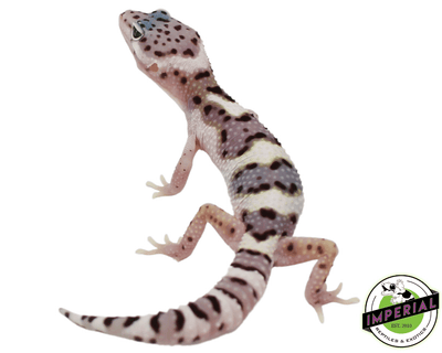 leopard geckos for sale online