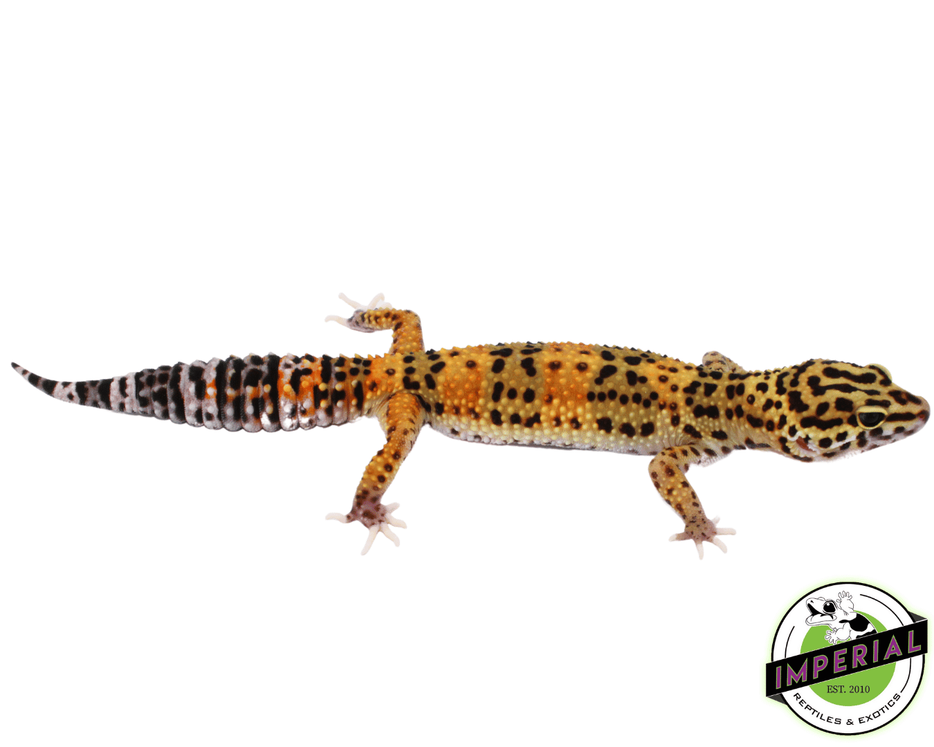 leopard gecko 様専用 Marble Eye Leopard Gecko For Sale