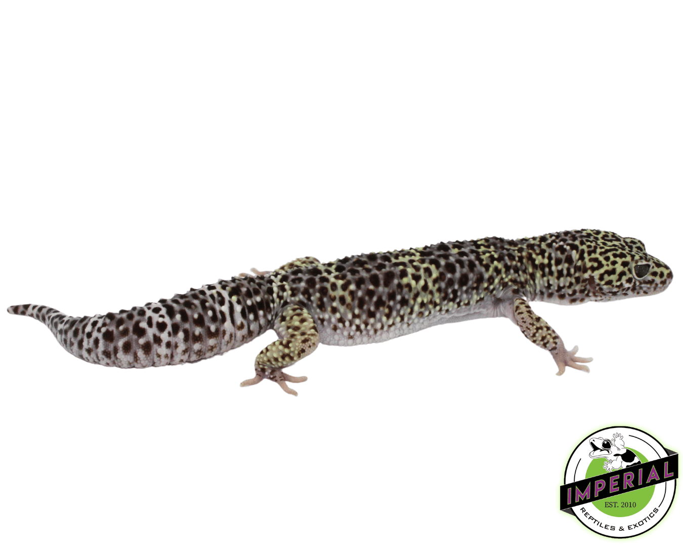 leopard gecko for sale, buy reptiles online