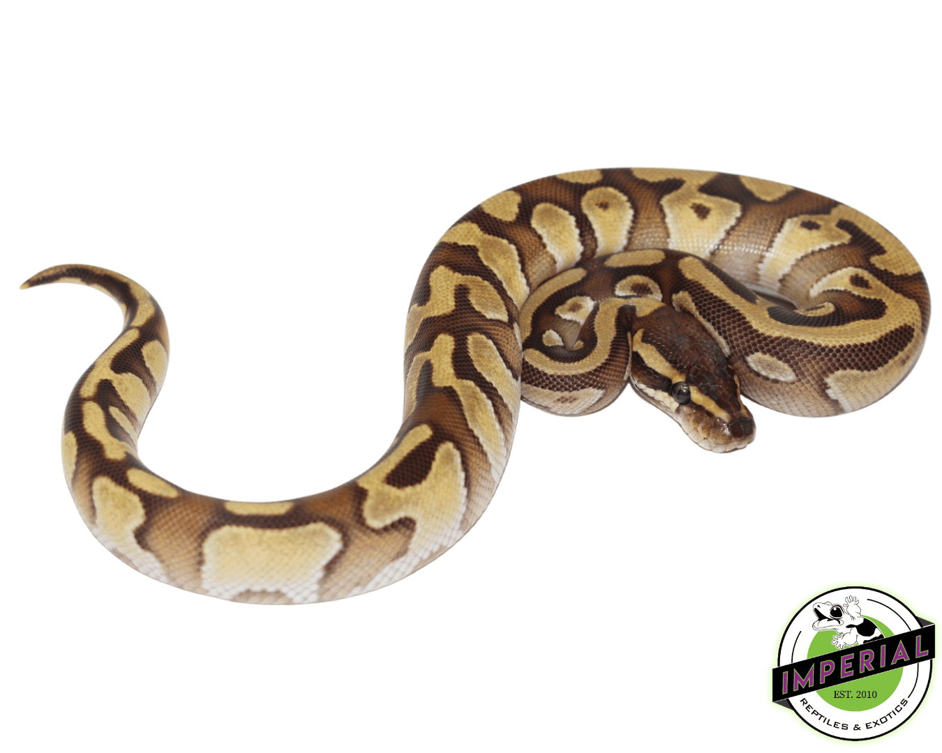 Mochi Yellowbelly Ball Python For Sale Imperial Reptiles IMPERIAL