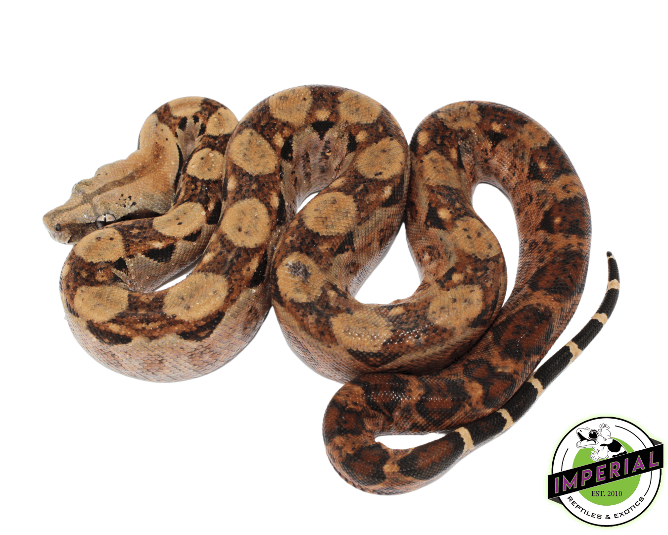 nicaraguan red tail boa constrictor for sale, buy reptiles online
