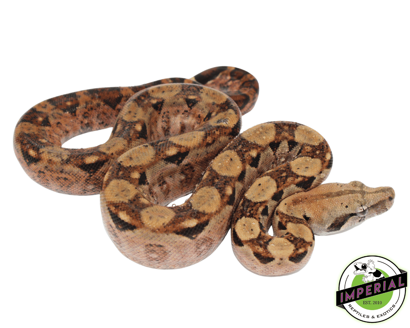 Central American Boa For Sale With Live Arrival Guaranatee