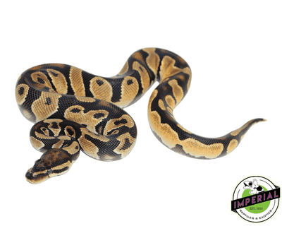 ODYB ball python for sale, buy reptiles online