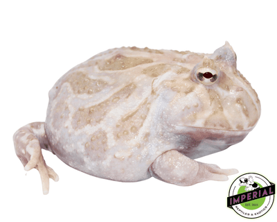 pacman frog for sale, buy amphibians online