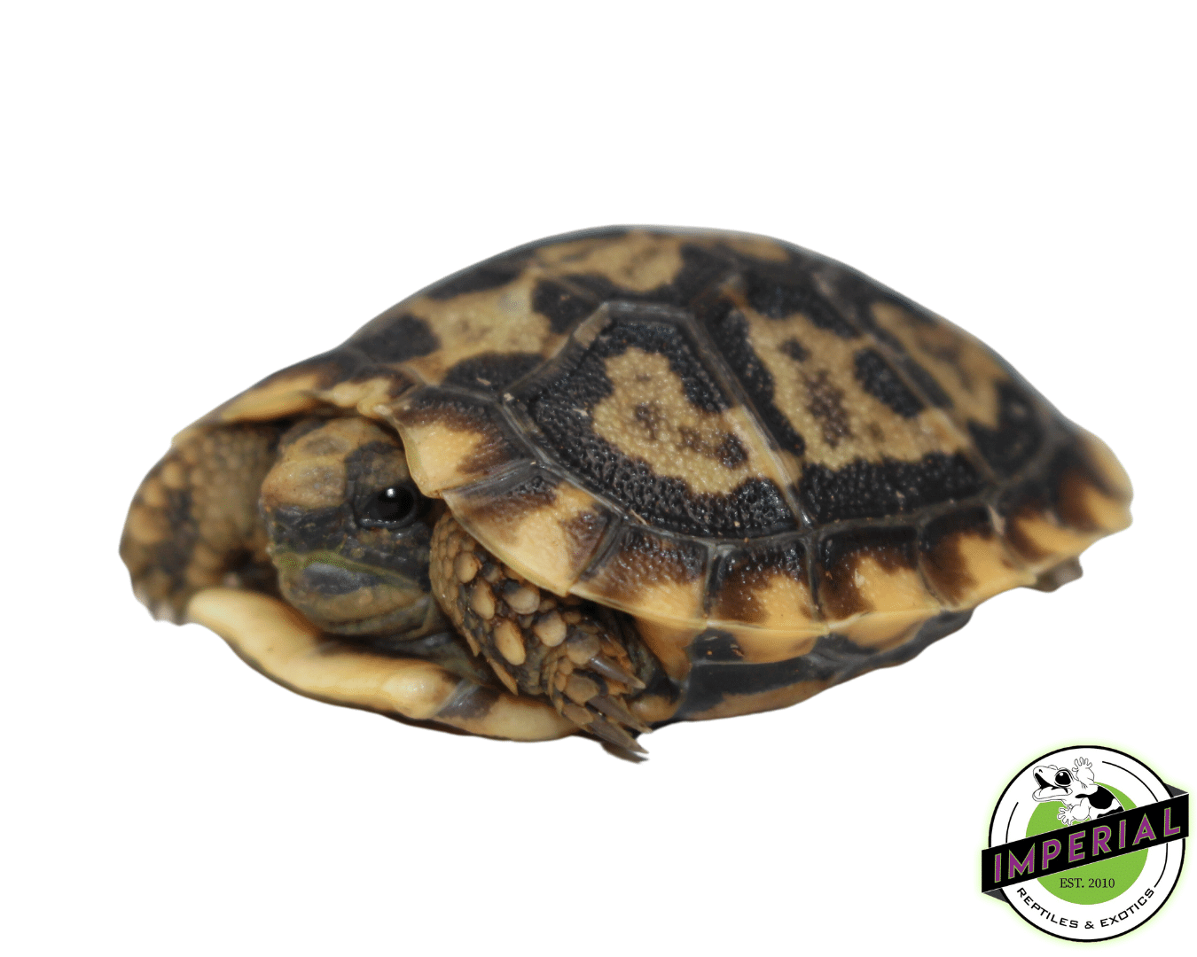 pancake tortoise for sale, buy reptiles online