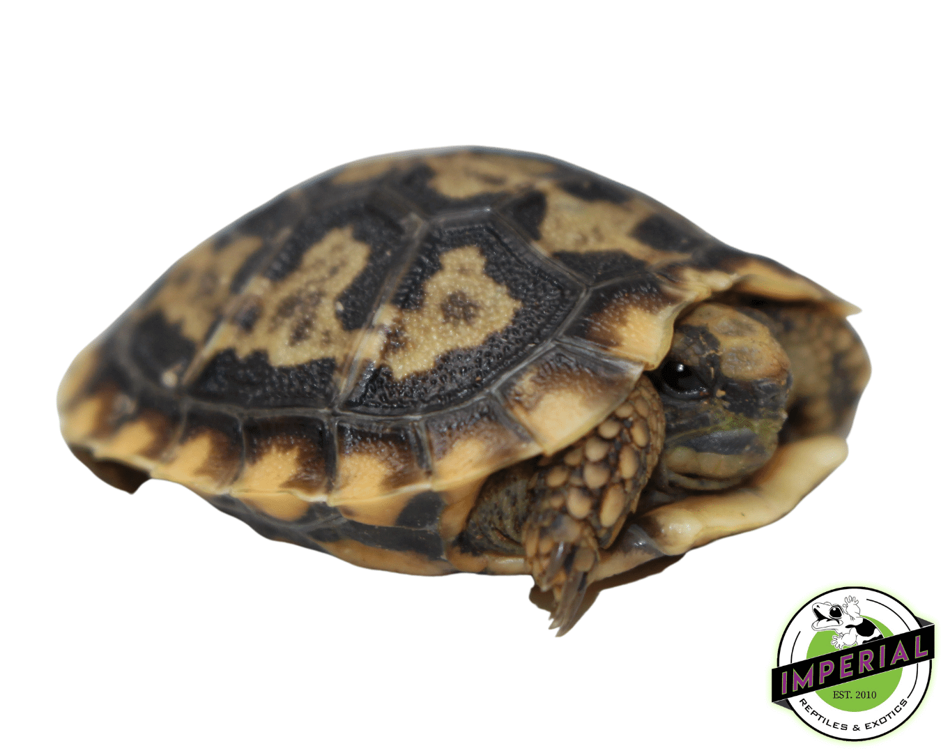 tortoise for sale, buy reptiles online