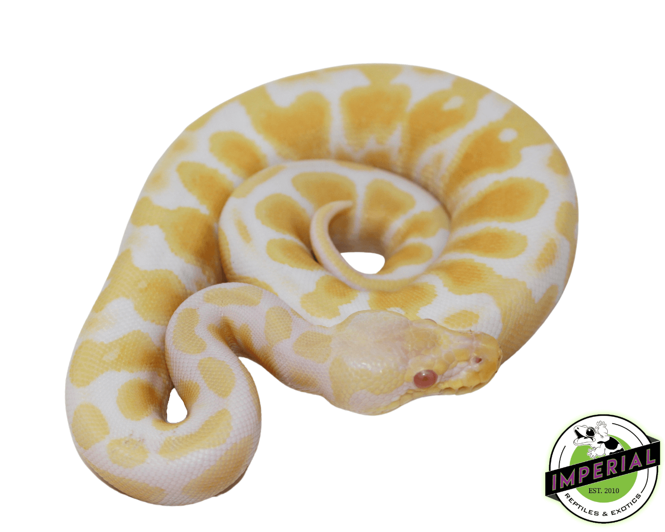 Pastel Albino ball python for sale, buy reptiles online