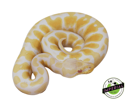 Pastel Albino ball python for sale, buy reptiles online