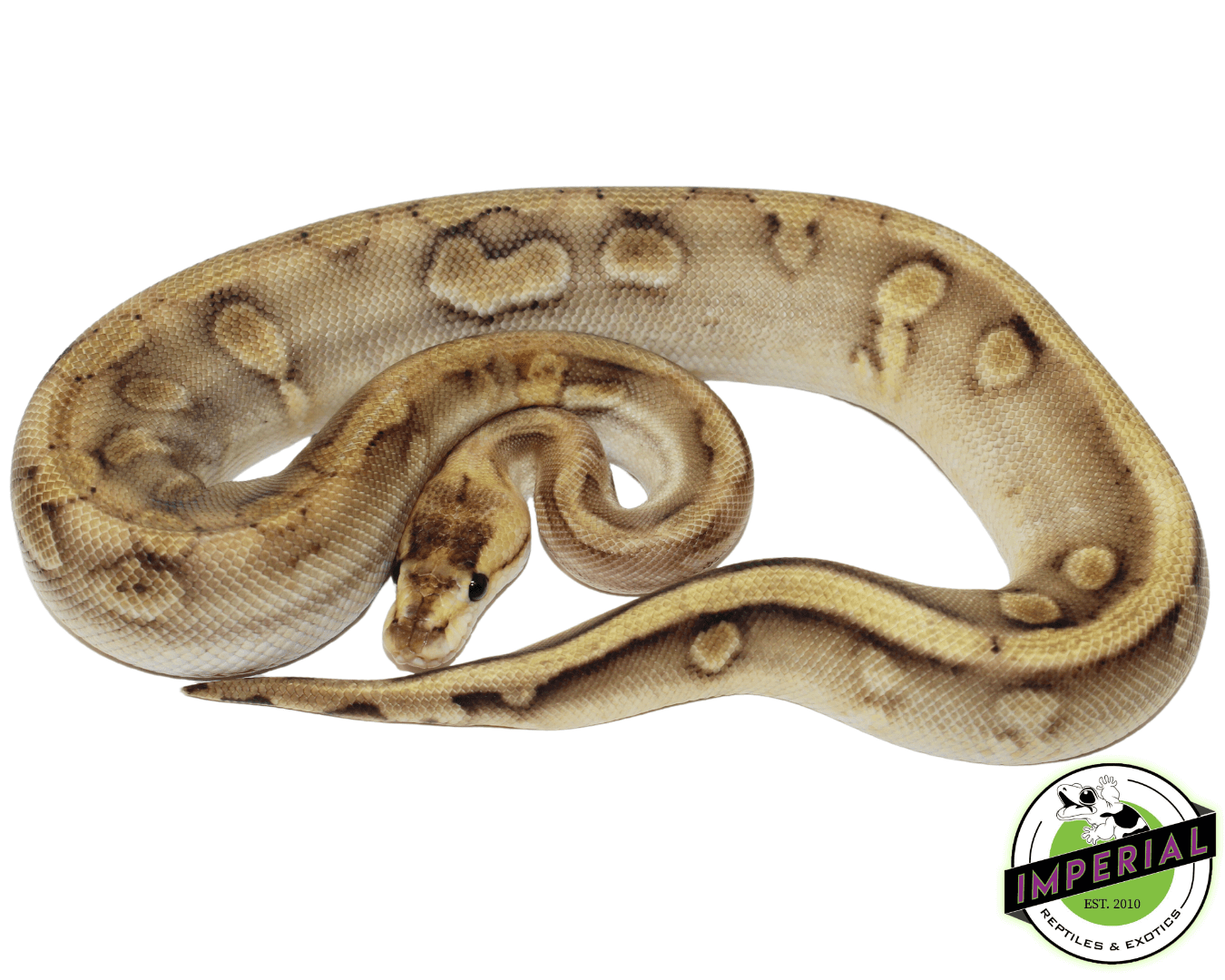 Pastel Enchi Champagne ball python for sale, buy reptiles online