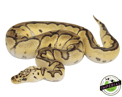 Pastel Leopard Clown ball python for sale, buy reptiles online