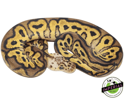 buy ball pythons online at cheap prices