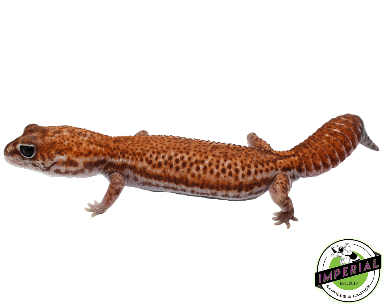 Patternless African Fat Tail Gecko Adult