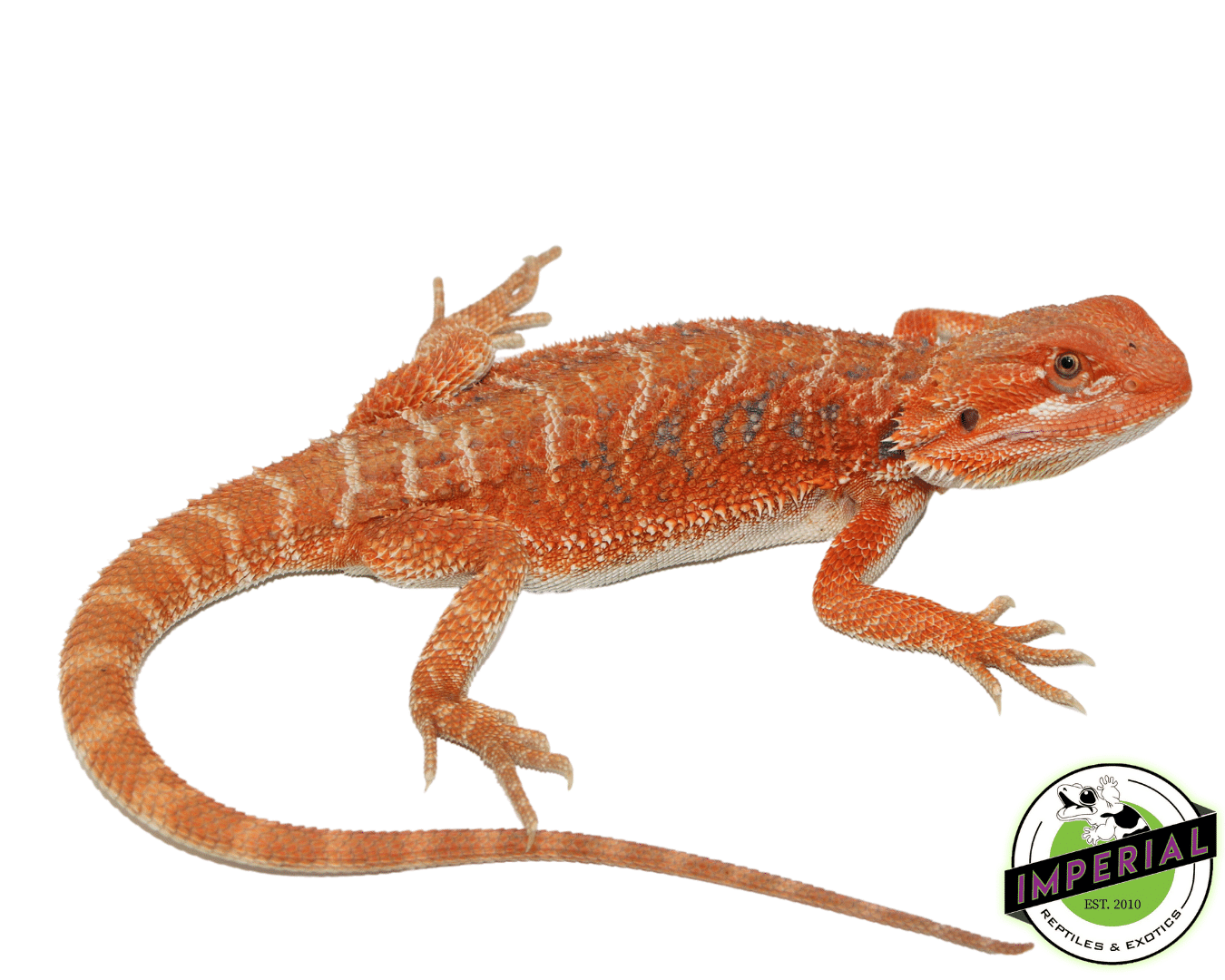 Hypo Peaches Bearded Dragon For Sale Imperial Reptiles IMPERIAL
