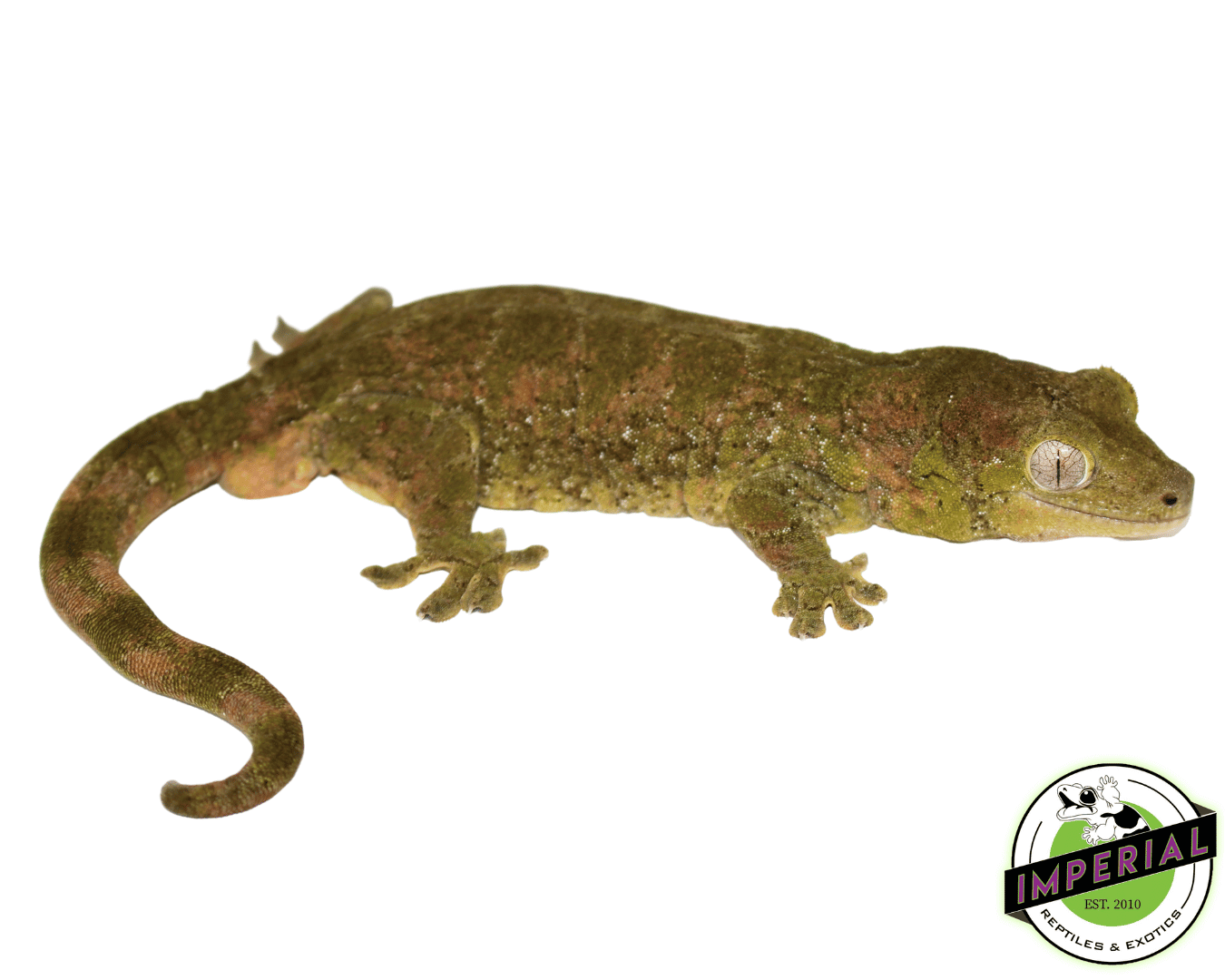 chahoua Gecko for sale, buy reptiles online