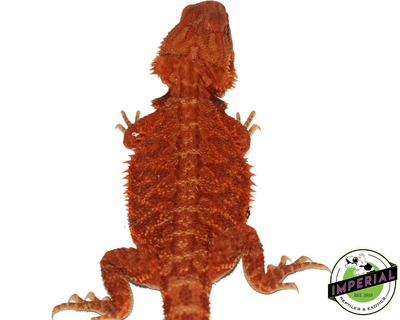 bearded dragon for sale, buy reptiles online