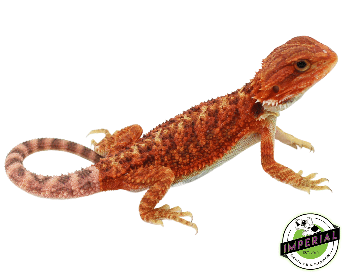 Red Hypo Translucent Bearded Dragon Baby For Sale - Imperial