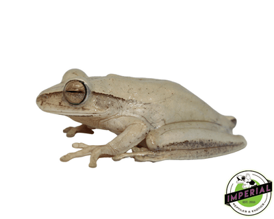 tree frog for sale, buy amphibians online at cheap prices