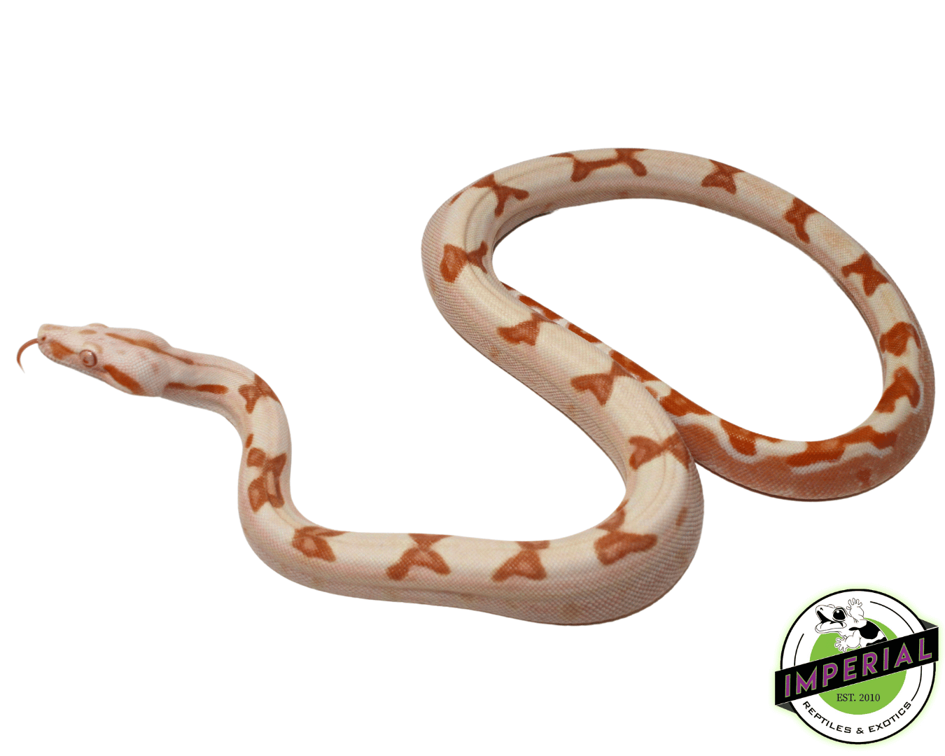 Sharp Sunglow Colombian Boa For Sale - Imperial Reptiles