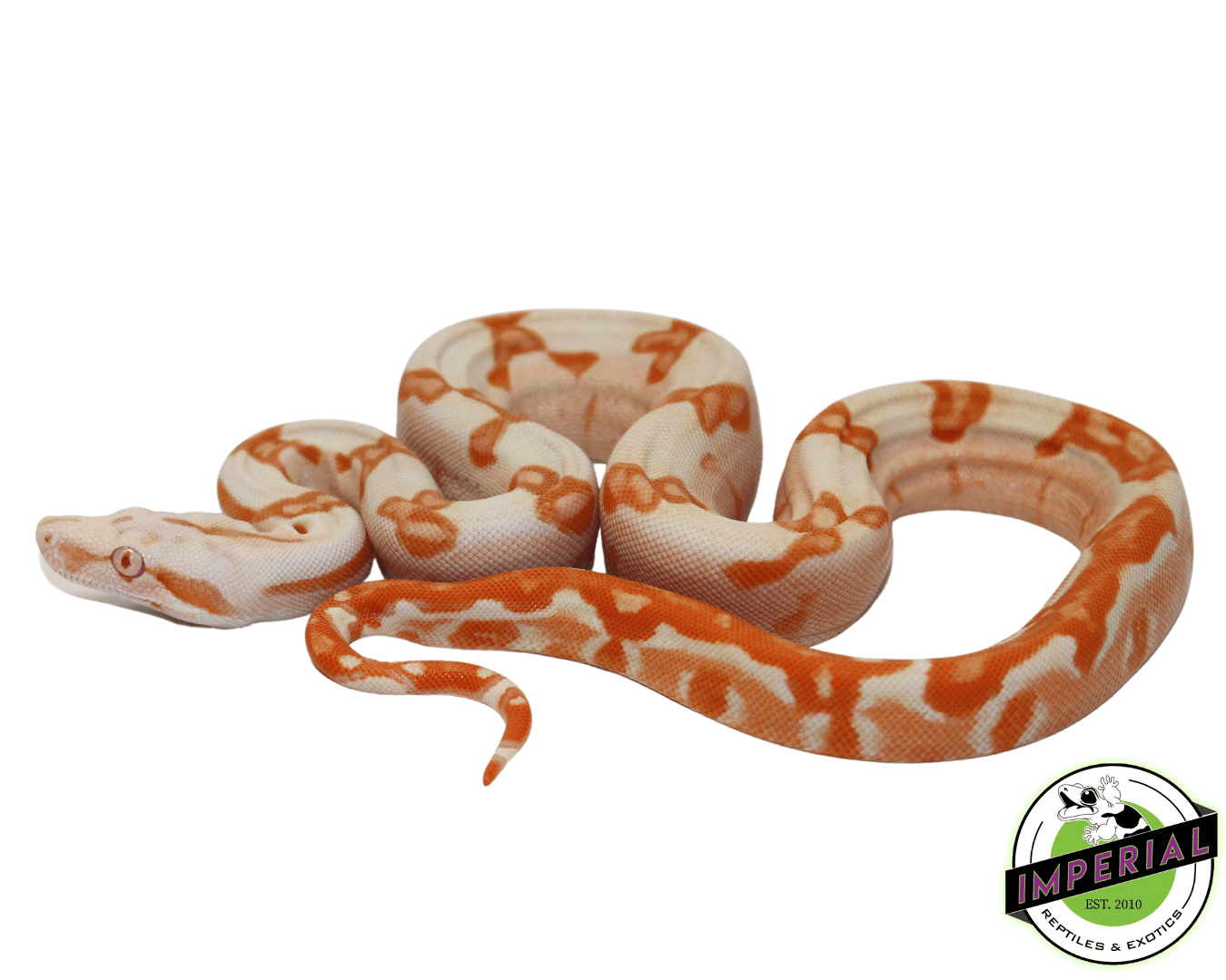 sunglow boas for sale, buy reptiles online