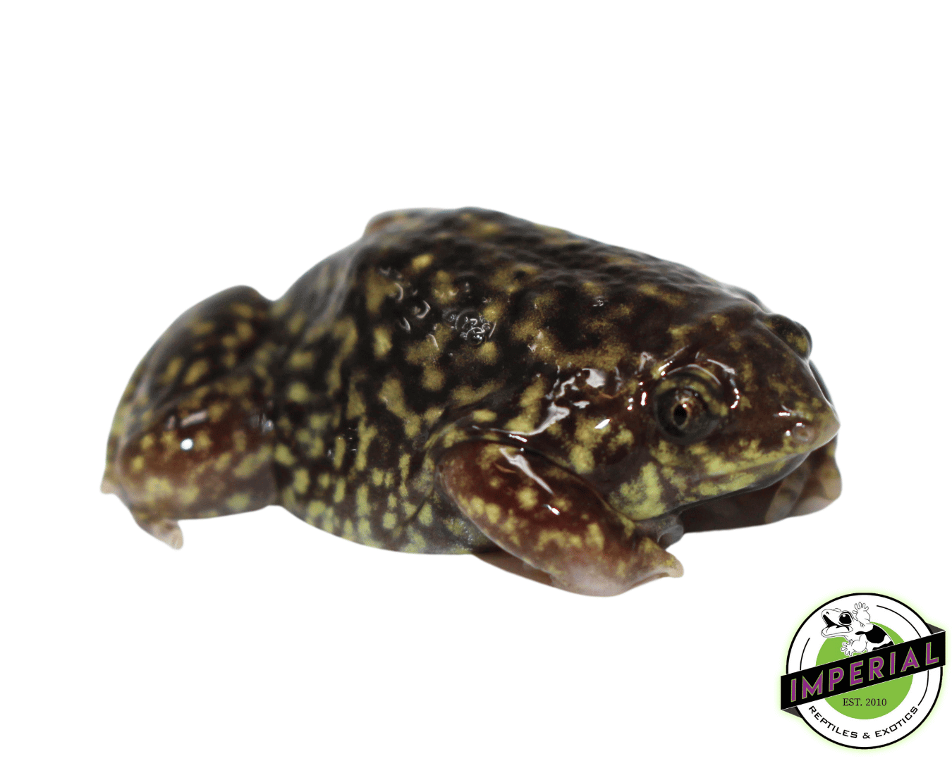 shovel-nose frog for sale online at cheap prices