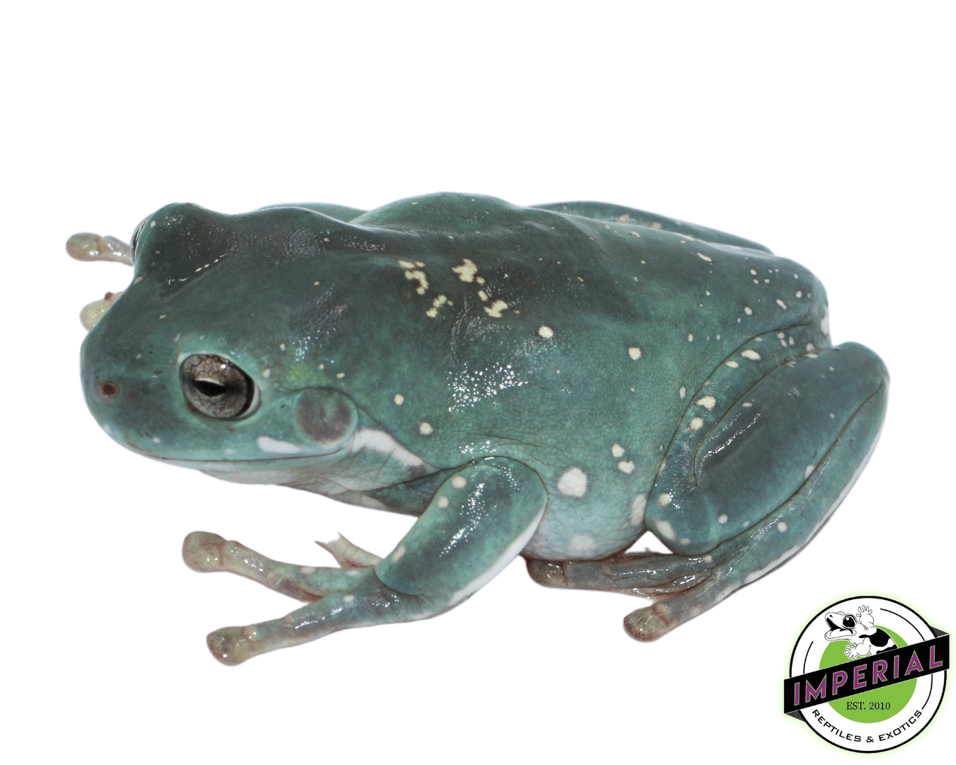 Snowflakes White's Tree Frog Juvenile For Sale Imperial Reptiles