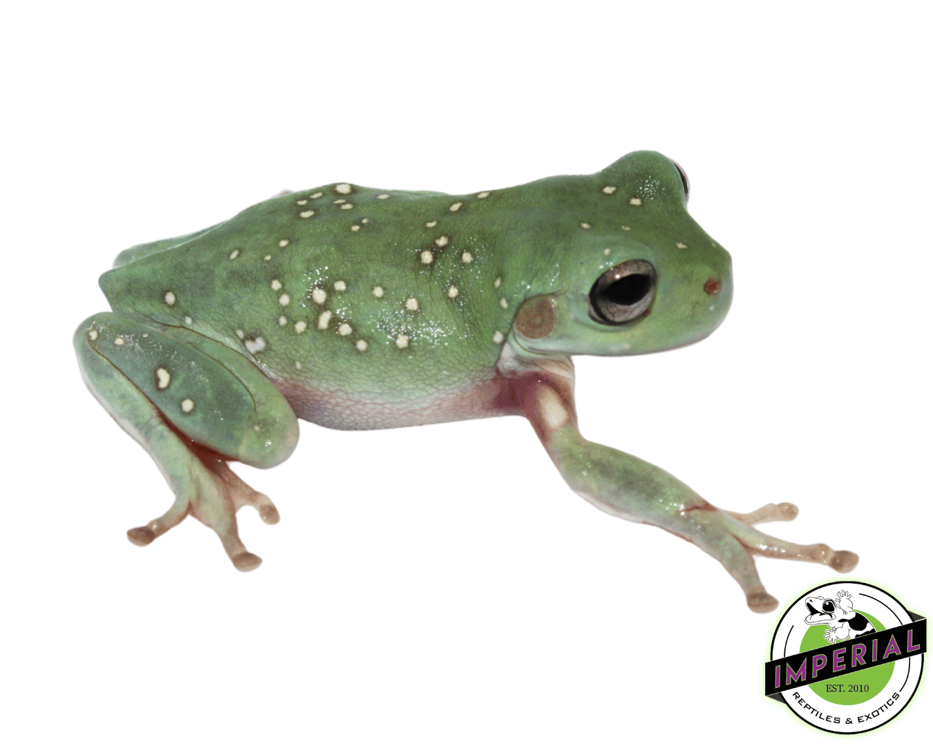Snowflakes White's Tree Frog Juvenile For Sale Imperial Reptiles