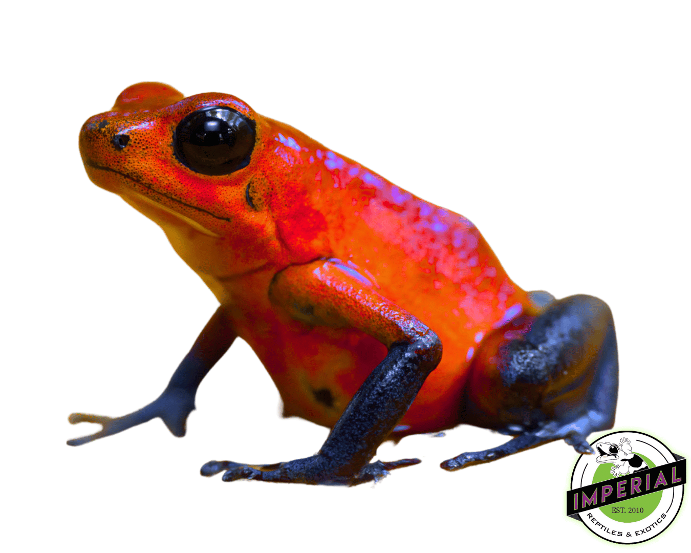 poison dart frog for sale, buy amphibians online