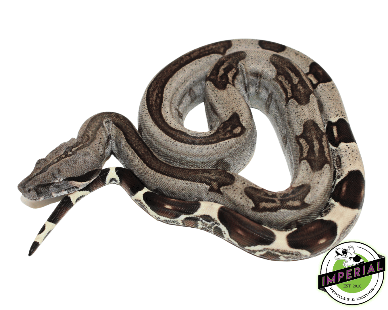 guyana red tail boa constrictor for sale, buy reptiles online
