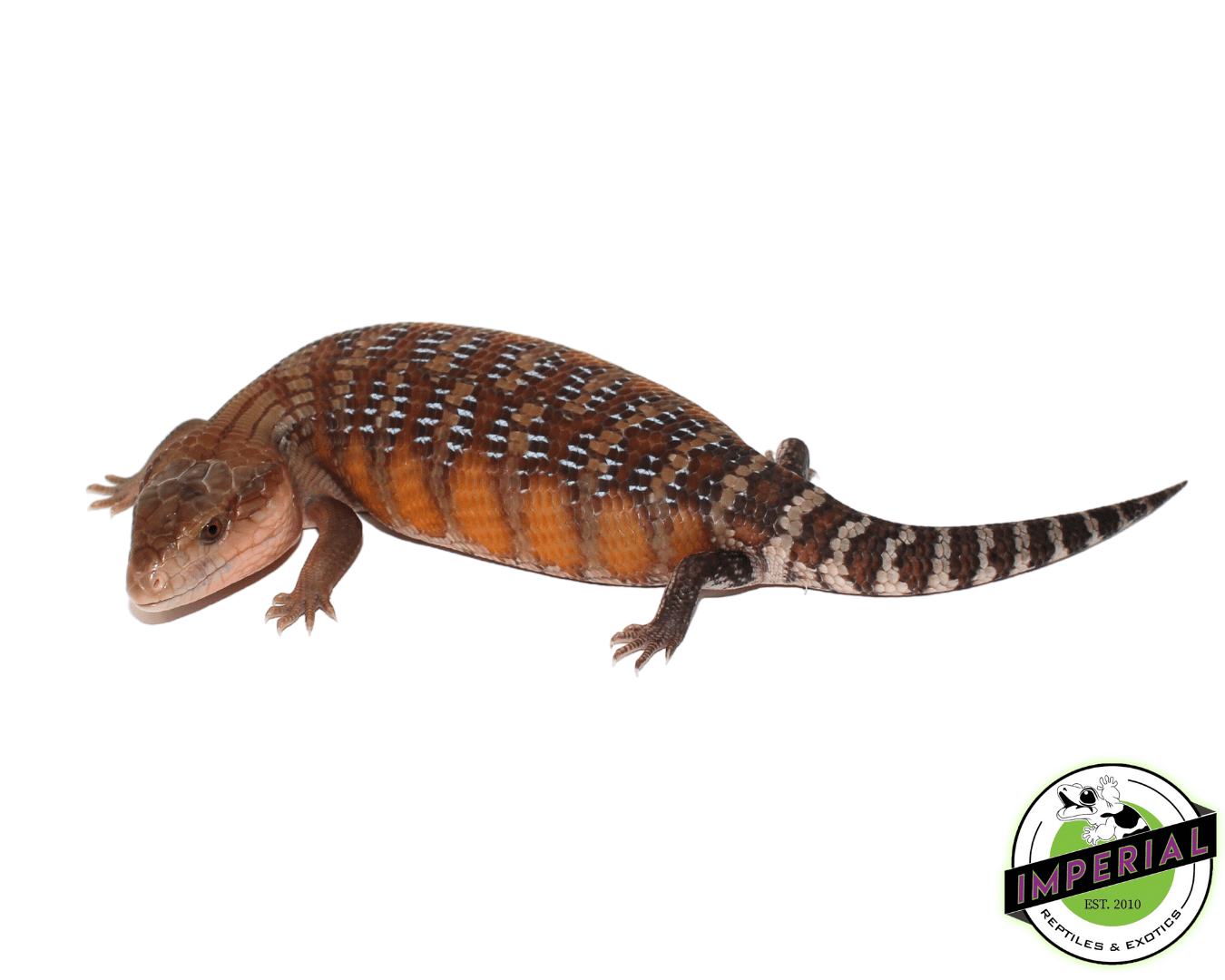 northern blue tongue skink for sale, buy reptiles online
