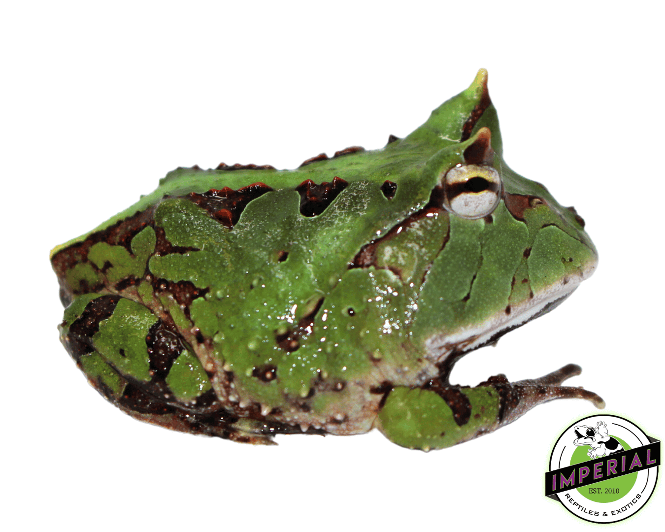 Green Suriname Horned Frog For Sale Imperial Reptiles IMPERIAL