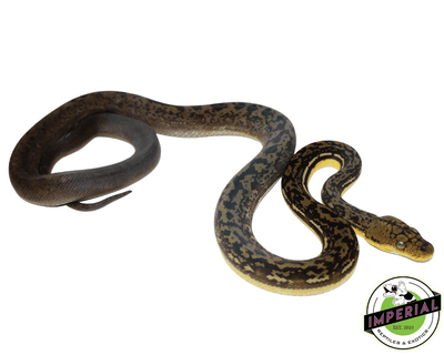 buy timor python for sale, buy reptiles online