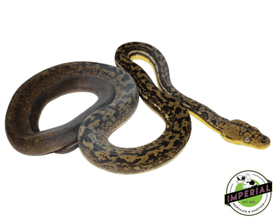 buy timor python for sale, buy reptiles online